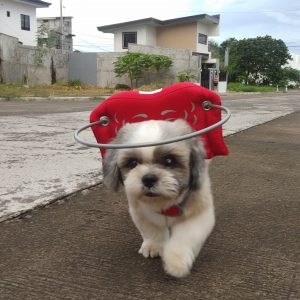 George Blind Shih Tzu