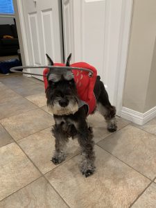 Kipper Blind Miniature Schnauzer