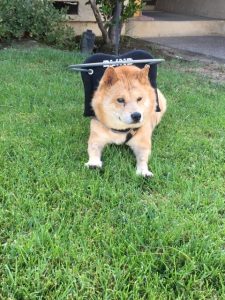Lucky Blind Jindo