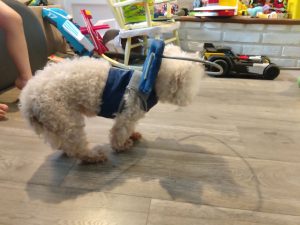 Spanky Blind Maltese/Poodle