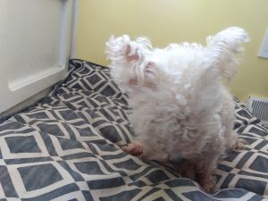 Spanky Blind Maltipoo