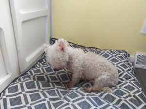 Spanky Blind Maltipoo
