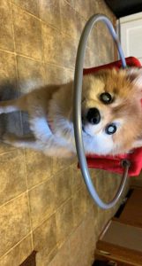 JoJo Blind Pom Halo