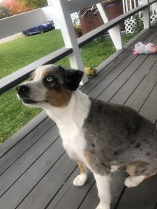 Merle Blind Australian Shepherd